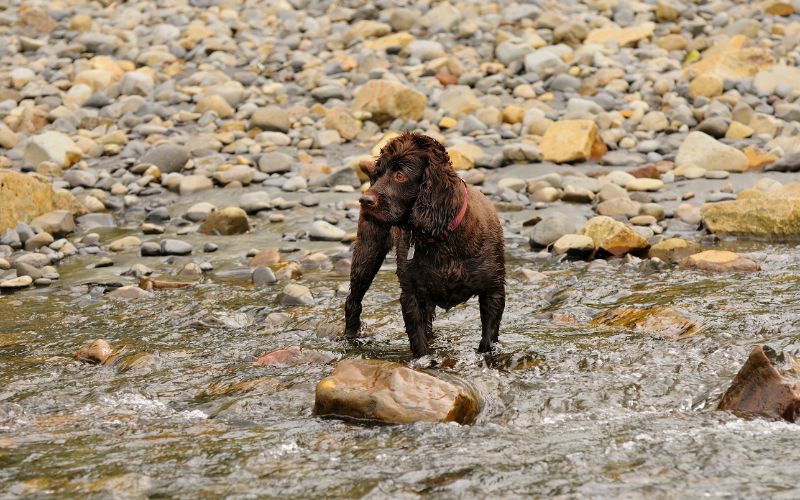 Are Boykin spaniels cuddly?