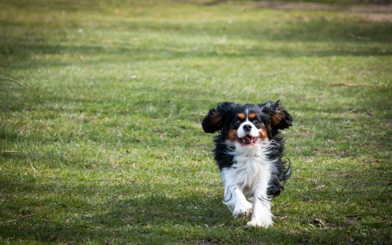 Can a Cavalier King Charles spaniel go running?