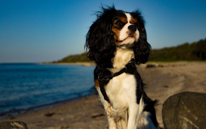 Can a Cavalier King Charles spaniel go running?
