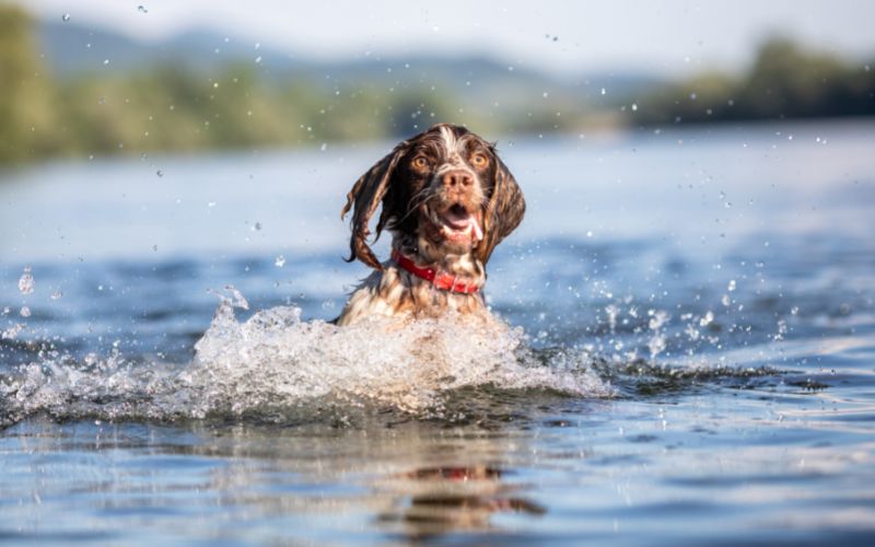 Do English Springer spaniels like water?