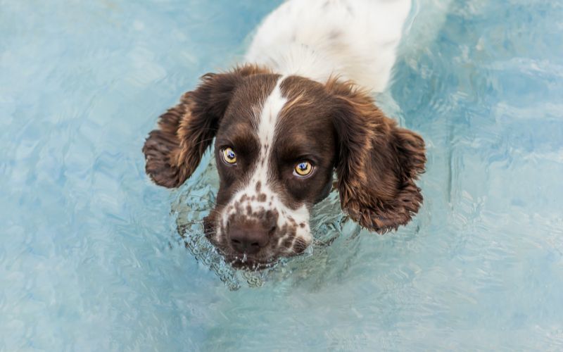 Do English Springer spaniels like water?