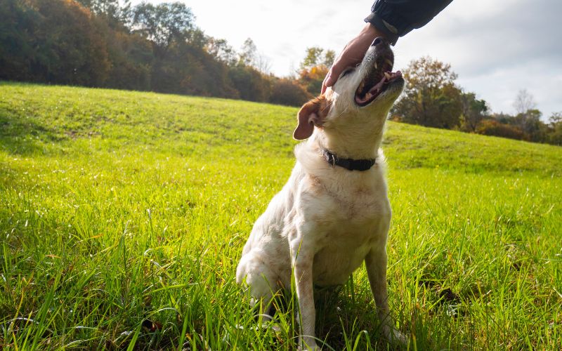 The best way to stop your dog from jumping on people