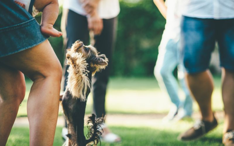 The best way to stop your dog from jumping on people