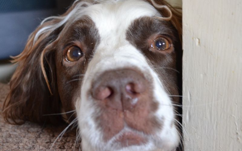 What you need to know before bringing home an English Springer Spaniel