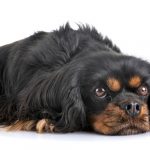 Understanding your Cavalier King Charles spaniel's barking
