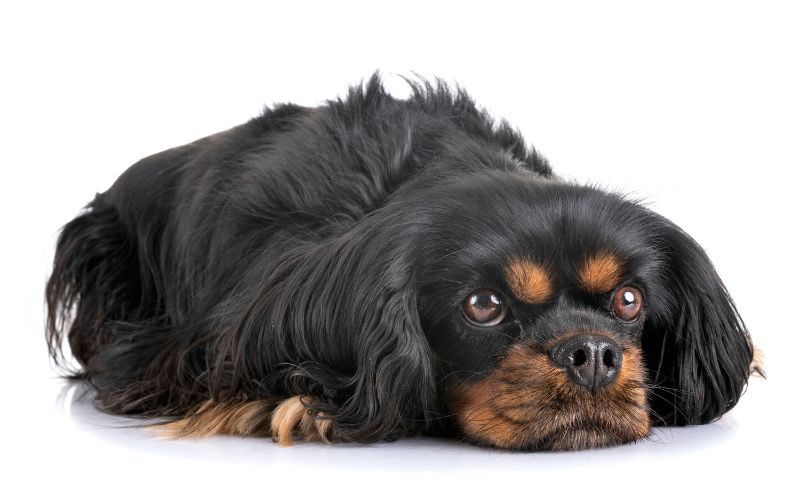 Understanding your Cavalier King Charles spaniel's barking