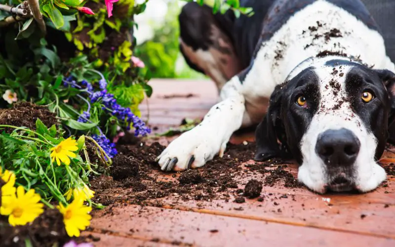 Why do dogs eat soil?