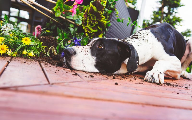 Why do dogs eat soil?