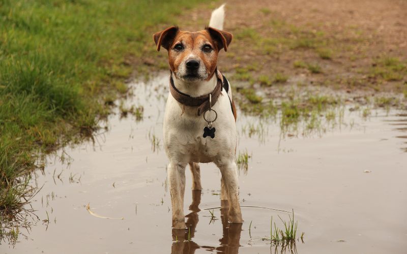 Why do dogs like drinking rainwater?
