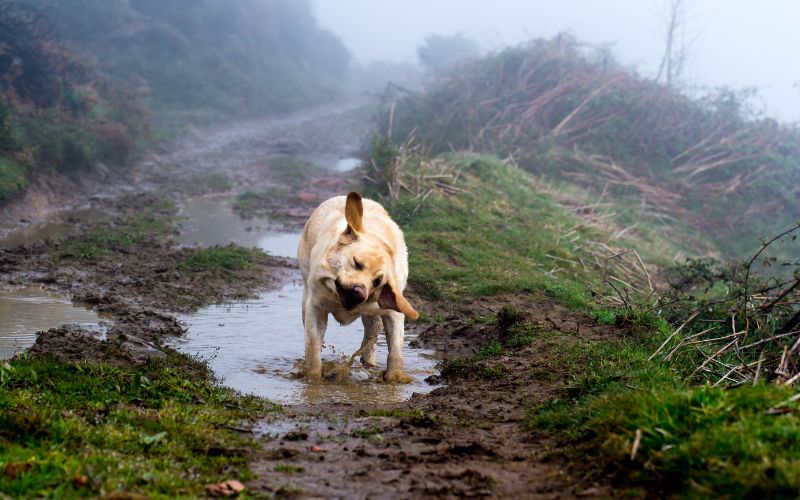 Why do dogs like drinking rainwater?