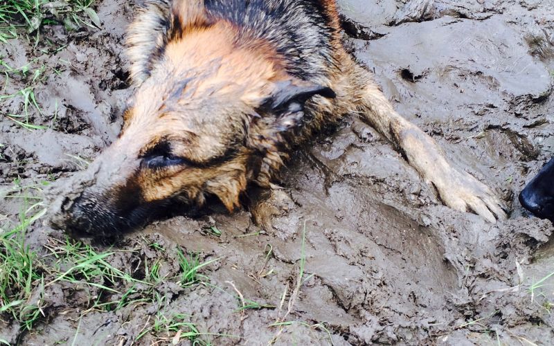 Why do dogs like drinking rainwater?