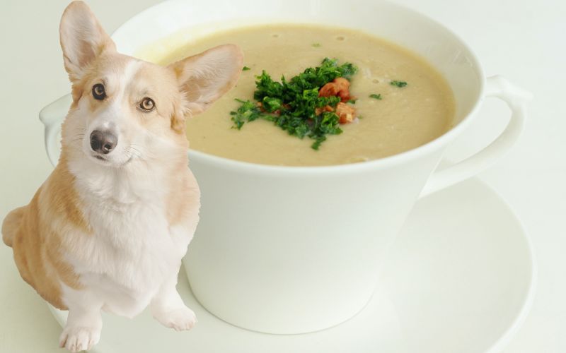 Can a dog eat cream of chicken soup?