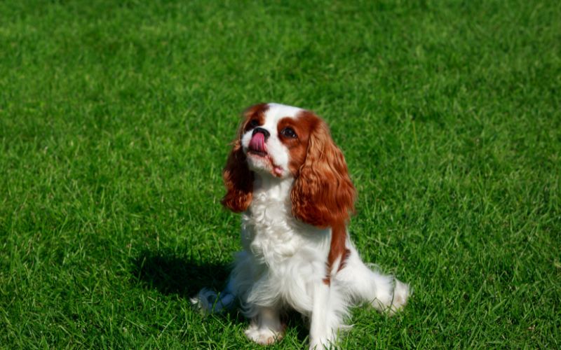 Tips for teaching your Cavalier King Charles spaniel tricks like sit, stay, down, and come