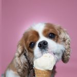 Tips for teaching your Cavalier King Charles spaniel tricks like sit, stay, down, and come