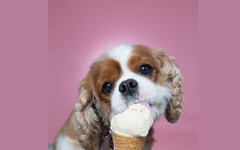 Tips for teaching your Cavalier King Charles spaniel tricks like sit, stay, down, and come
