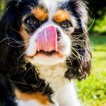 What vaccinations does a Cavalier King Charles spaniel need?