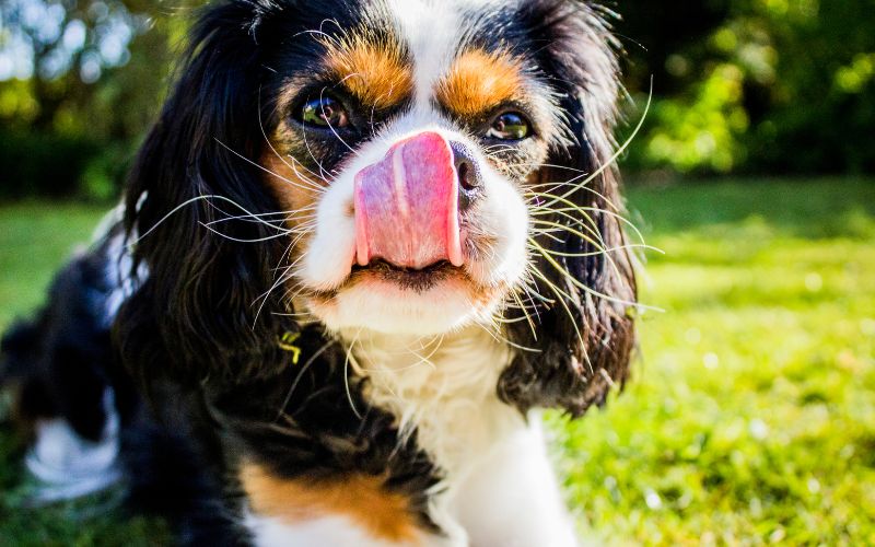 What vaccinations does a Cavalier King Charles spaniel need?