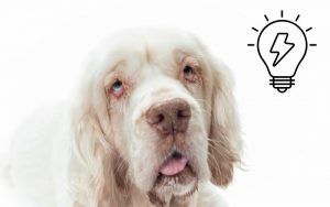 How intelligent are Clumber spaniels?