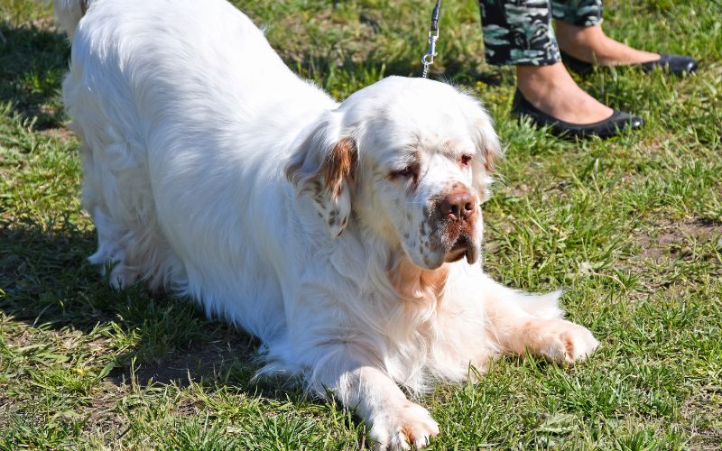 How intelligent are Clumber spaniels?