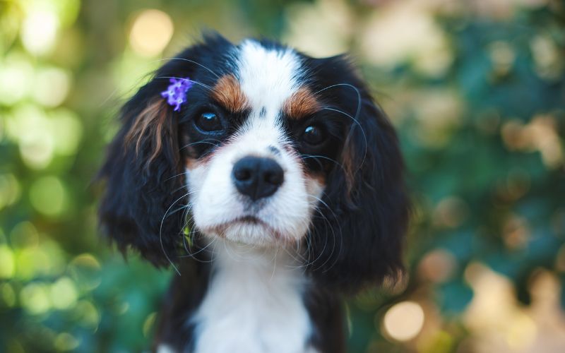 Why do Cavalier King Charles spaniels yelp when picked up?