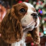 Why do Cavalier King Charles spaniels yelp when picked up?
