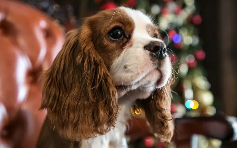 Why do Cavalier King Charles spaniels yelp when picked up?