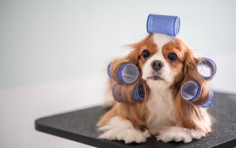 When do Cavalier King Charles spaniels get their full coat?