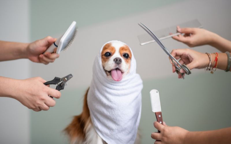 When do Cavalier King Charles spaniels get their full coat? 3 When do Cavalier King Charles spaniels get their full coat?