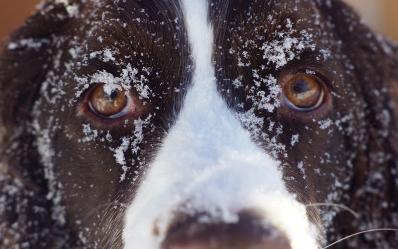 Are English Springer spaniels crazy?