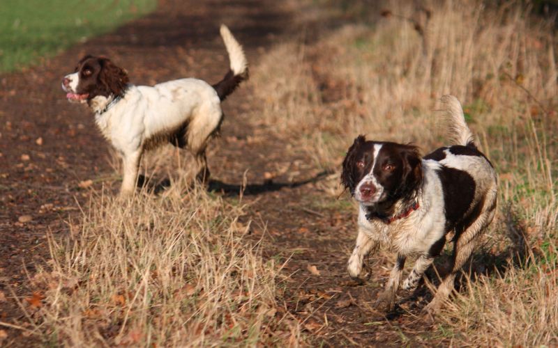 are springer spaniels crazy dogs