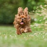Can Cavalier King Charles spaniels hunt?