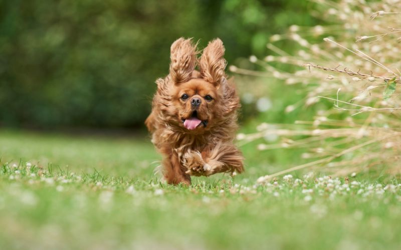 Can Cavalier King Charles spaniels hunt?