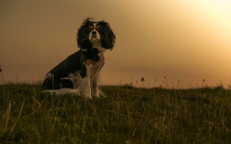 Can Cavalier King Charles spaniels hunt?