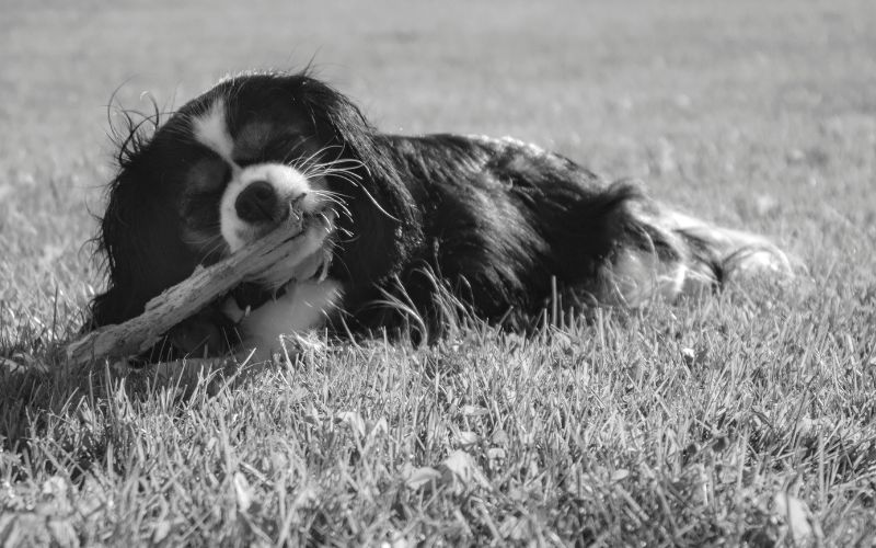 Do Cavalier King Charles spaniels smell?