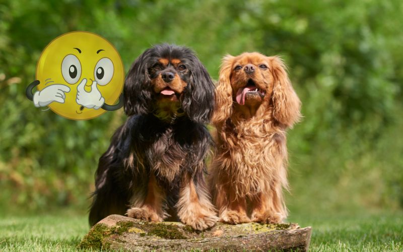 Do Cavalier King Charles spaniels smell?