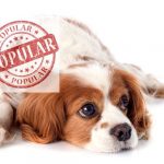 what makes Cavalier King Charles spaniels popular dogs