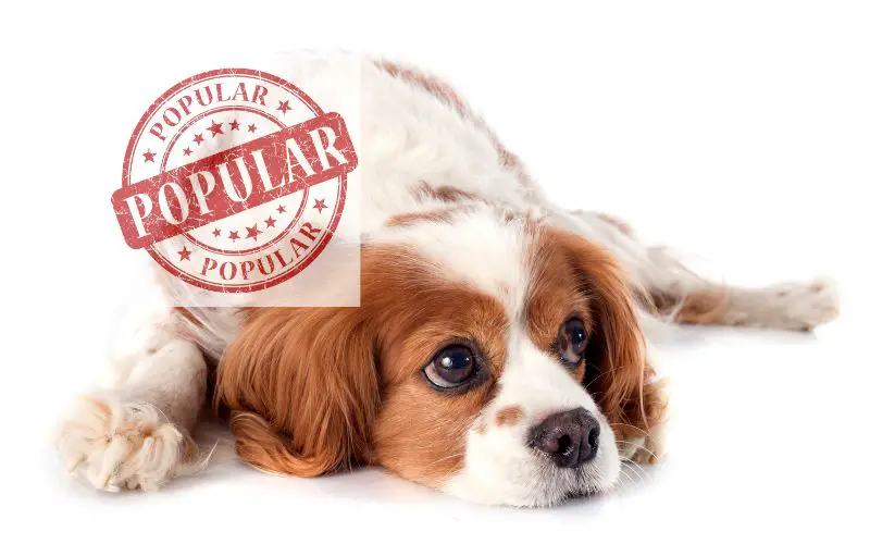 What makes Cavalier King Charles spaniels such popular pets?
