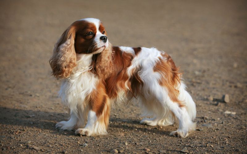 10 health concerns that are common in Cavaliers