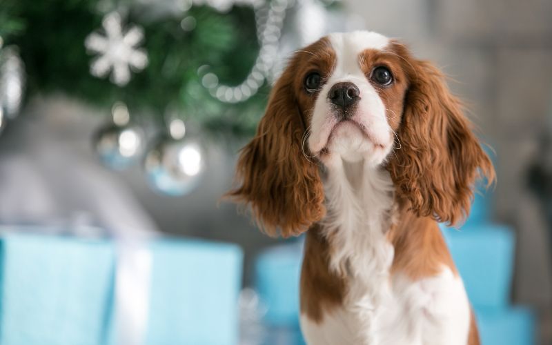 10 health concerns that are common in Cavaliers