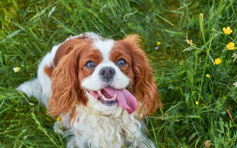 10 health concerns that are common in Cavaliers