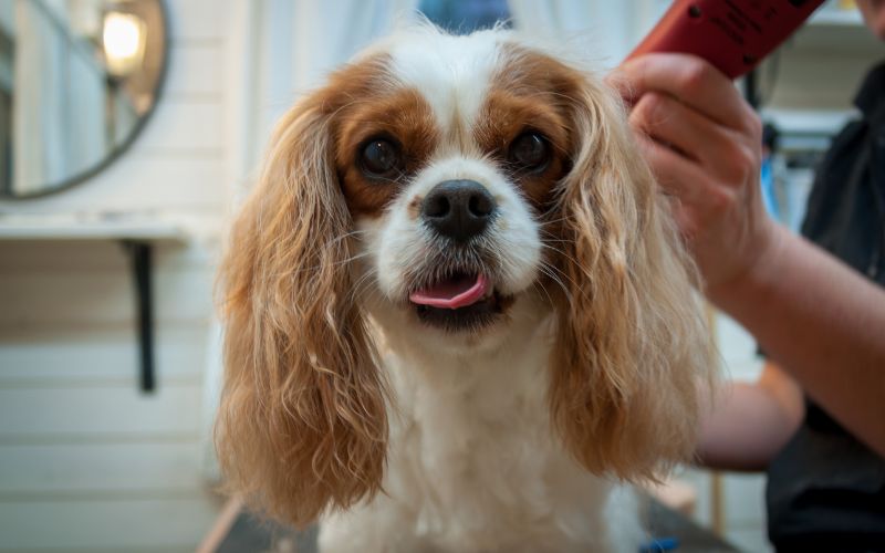 Why are Cavaliers banned in Norway?