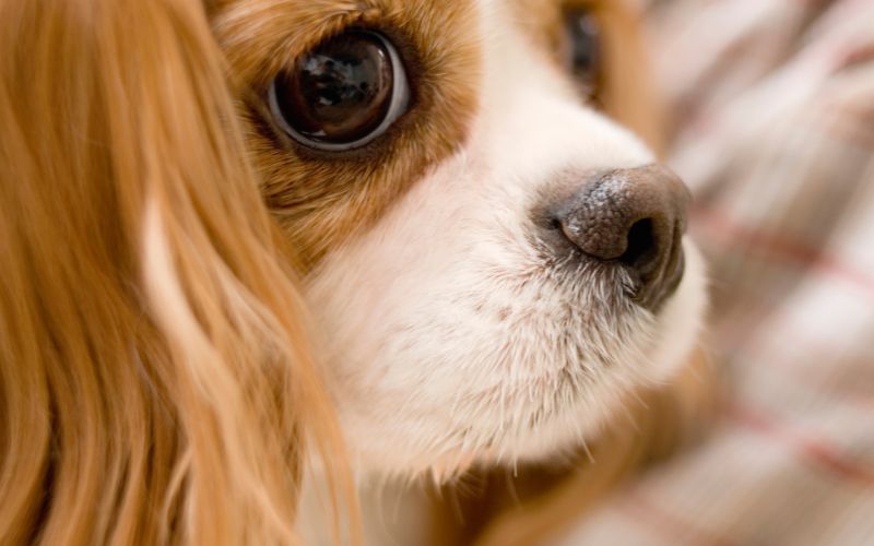 Why are Cavaliers banned in Norway?