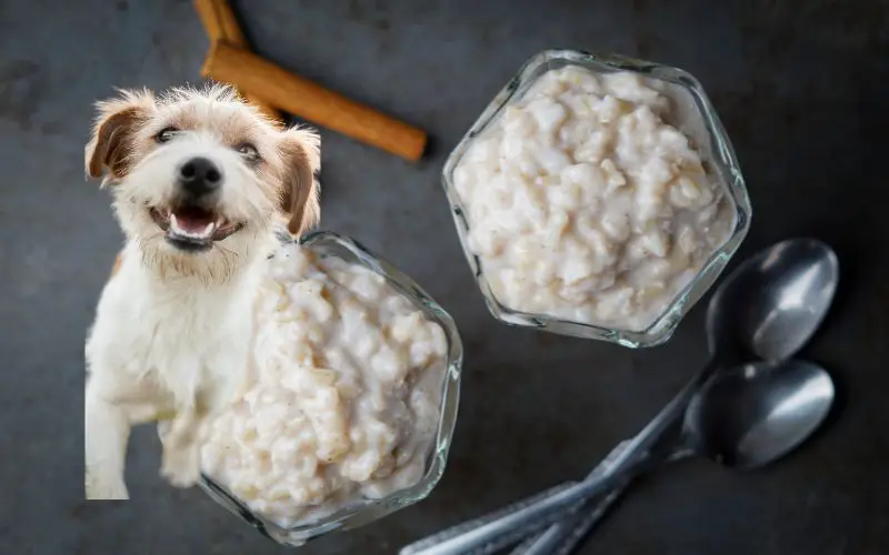 Can dogs eat rice pudding?