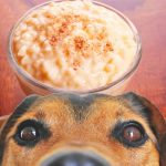Can dogs eat rice pudding?
