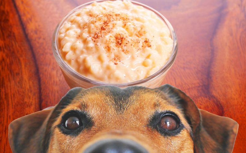 Can dogs eat rice pudding?