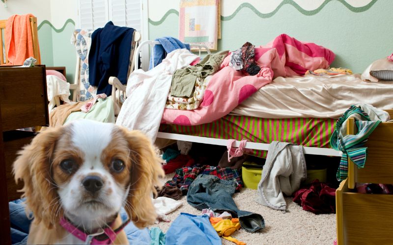 Are Cavalier King Charles spaniels destructive?