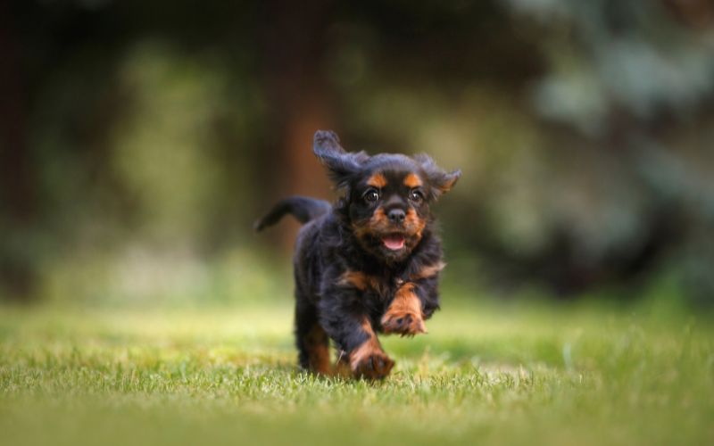 Are Cavalier King Charles spaniels destructive?