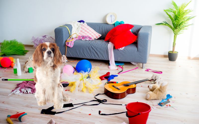 Are Cavalier King Charles spaniels destructive?