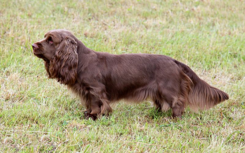 Are Sussex spaniels rare?