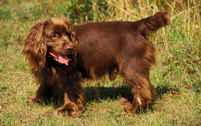 Are Sussex spaniels rare?